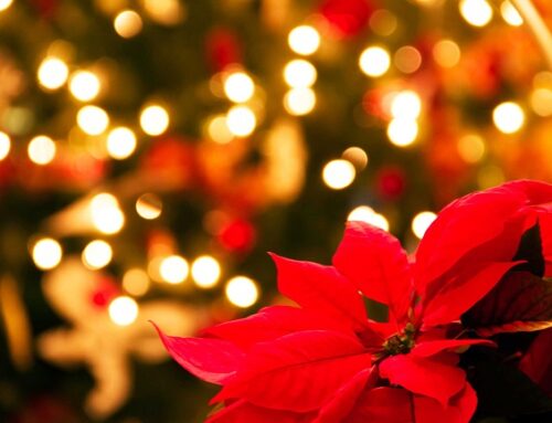 Week end Romantico a Natale e Capodanno in suite privata in Basilicata